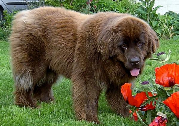 Vercordia's Kirby | Newfoundland 