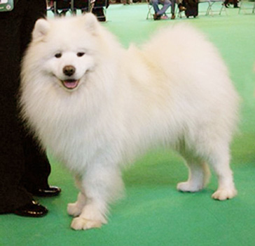 Nikara Mister Ree | Samoyed 