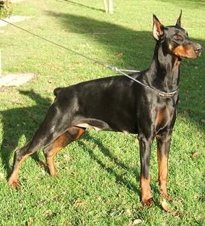 Sharonn de la Vallee de la Seine | Black Doberman Pinscher