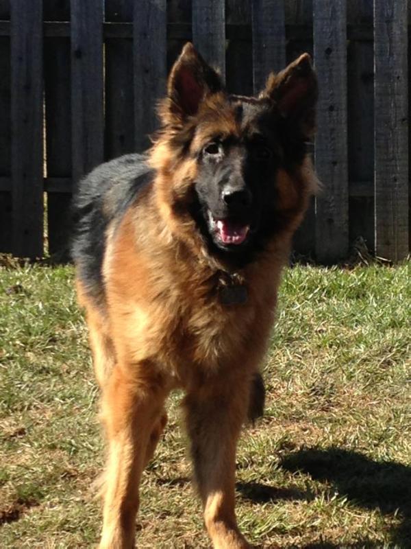 Rexer dexter | German Shepherd Dog 