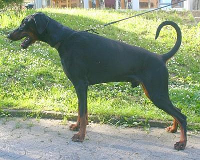 Duncan v.d. Horringhauser Höh | Black Doberman Pinscher