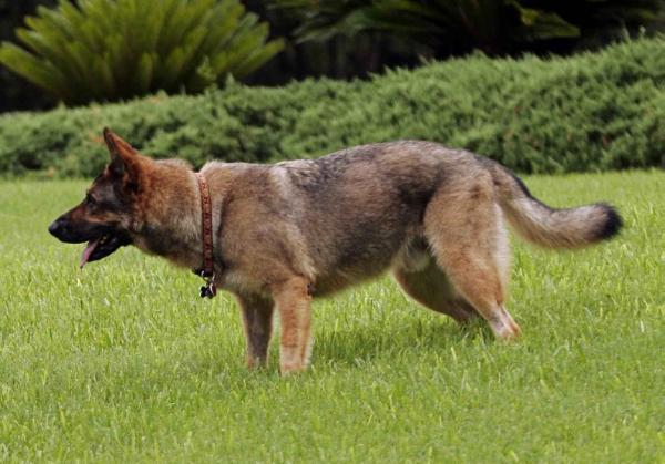 Pango vom Germelhaus | German Shepherd Dog 