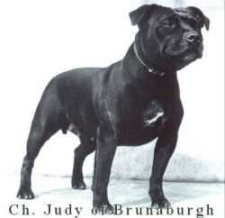 Judy Of Brunanburgh | Staffordshire Bull Terrier 