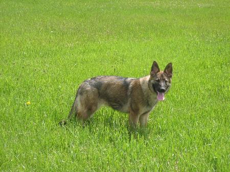 Dega vom Zwischensee | German Shepherd Dog 