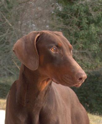 Vidoc Saros du Carrefour des Migs Bleus | Brown Doberman Pinscher