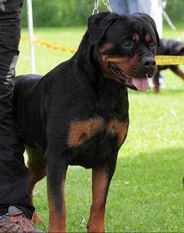 Yakira von der Burg Weibertreu | Rottweiler 