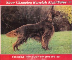 KERRYFAIR NIGHT FEVER | Irish Setter 
