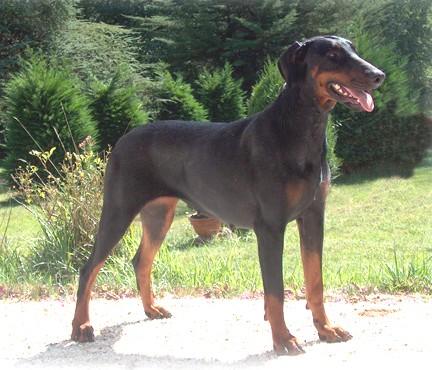 Aquitania (LOP 3477032) | Black Doberman Pinscher