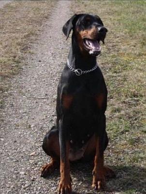 Cayenne v. Jagerhohle | Black Doberman Pinscher