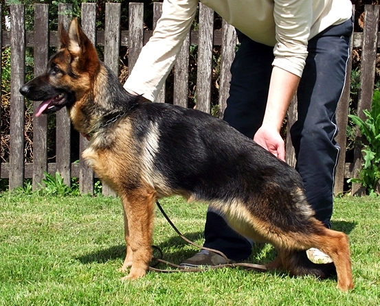 Alexa vom Kelia Farm | German Shepherd Dog 
