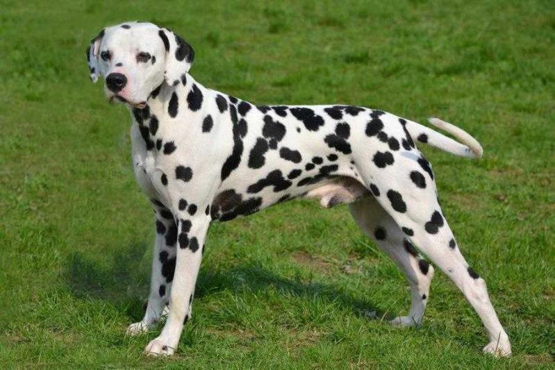 Enjoy The Silence von der Ora Maritima | Dalmatian 