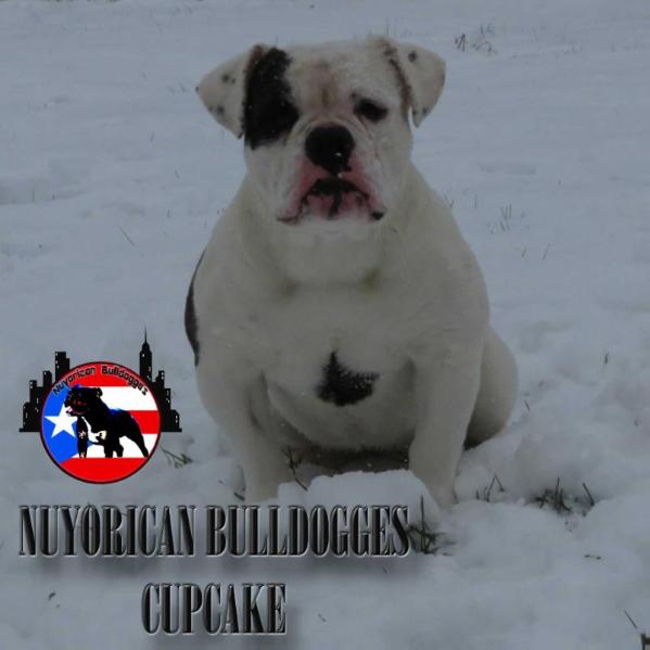 Nuyorican Bulldogges Cupcake | Olde English Bulldogge 