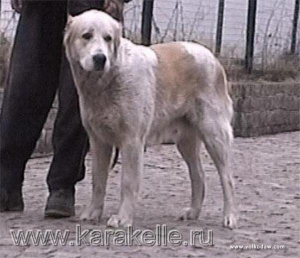 Aiperi (ow.Gorohov) | Central Asian Shepherd Dog 