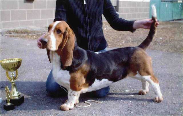 ORANTA Ces FROM ELDORADO | Basset Hound 