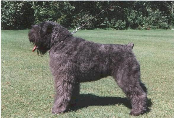 Youp Fauke v.d. Bramma Stuwa | Bouvier des Flandres 