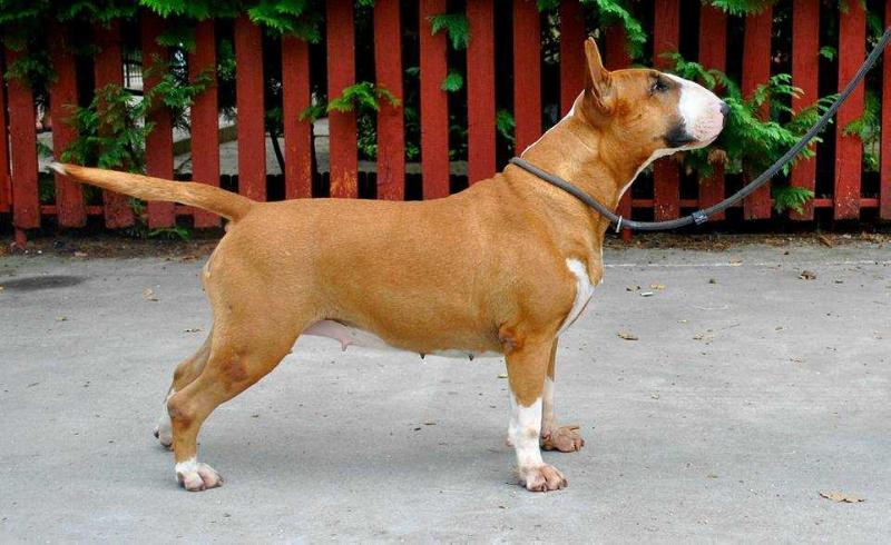 NOVANTAE BROWNY DELIGHT | Bull Terrier 