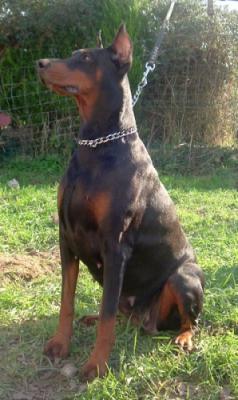 Themis de Percyval | Black Doberman Pinscher