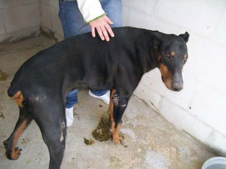 Gamon (LO0238118) | Black Doberman Pinscher