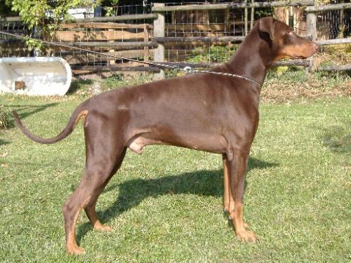Nero v. Seckachtal | Brown Doberman Pinscher