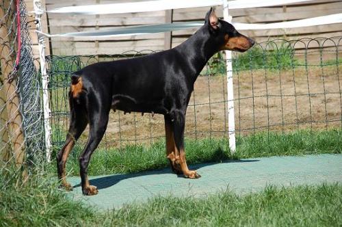 Puella du Domaine du Dobermann | Black Doberman Pinscher