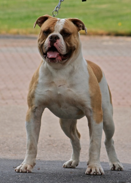 Bullforce's Mc Money | American Bulldog 