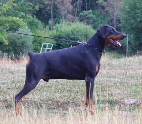 Barichello v. Gebrannten Walde | Black Doberman Pinscher