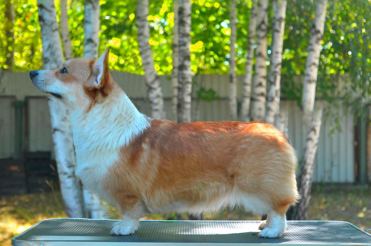GWINETH GENERIS iz IMPERII ADAMANT | Pembroke Welsh Corgi 