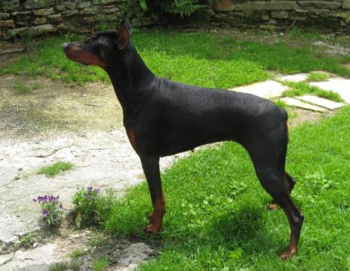 Vykzane Lady de Fassano | Black Doberman Pinscher