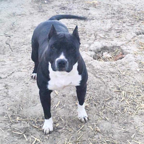 noble heart molly | American Staffordshire Terrier 