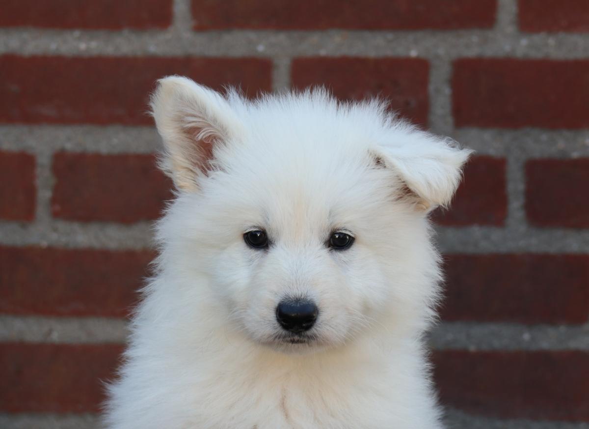 Chanua of the Amalunia | White Swiss Shepherd Dog 