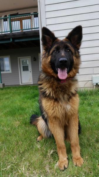 KAIA VOM SOGS | German Shepherd Dog 