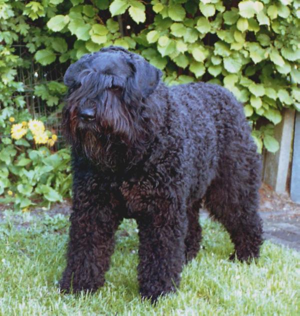 Floh vom kleinen Gremlin | Bouvier des Flandres 