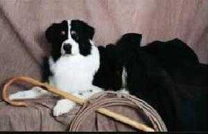 Moonlight's License To Chill | Australian Shepherd 