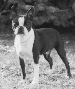 Pequoag's Designer Genes | Boston Terrier 