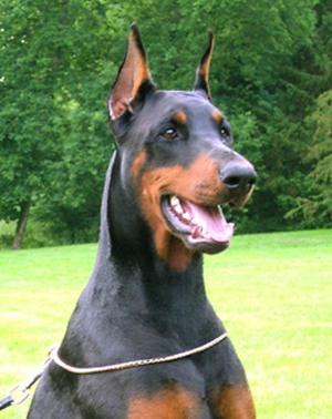 Simrha des Landrys | Black Doberman Pinscher