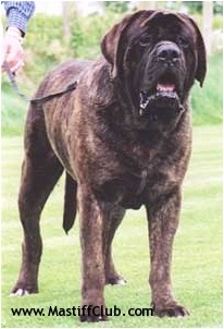 Casanova of Bredwardine | Mastiff 