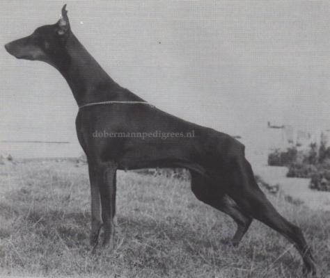 Ophelie de L'Isle en Touraine | Black Doberman Pinscher