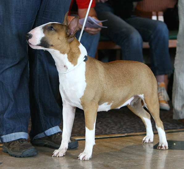 Trick Or Treat Eternal Flame | Bull Terrier 