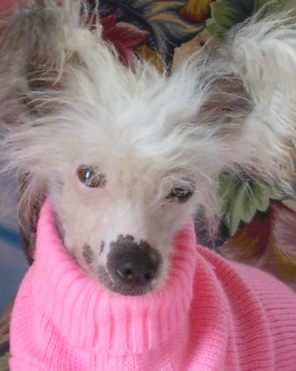 Pyramids Pristine Passion | Chinese Crested 