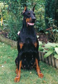 Petrouchka de la Vallee de la Seine | Black Doberman Pinscher