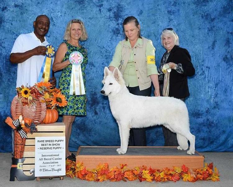 Donauwelle of Chocolate Ice | White Swiss Shepherd Dog 