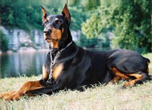 Omega de la Haute Chevreuse | Black Doberman Pinscher