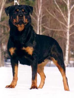 Black Diamond Rott Holly | Rottweiler 