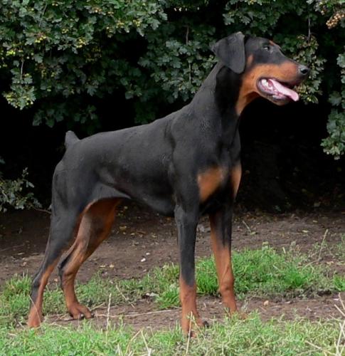 Axton Vonda | Black Doberman Pinscher