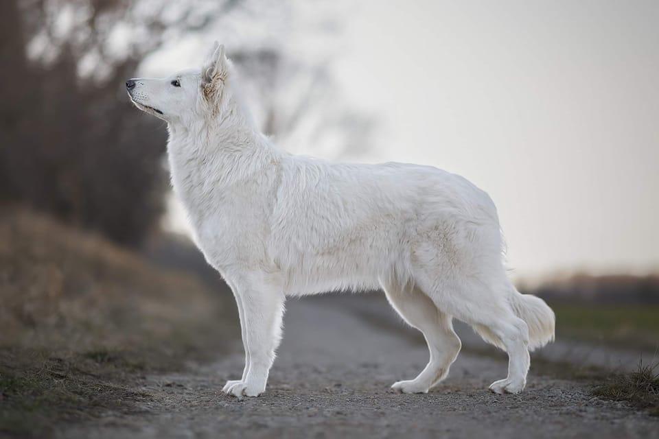 Yara Diavolocane | White Swiss Shepherd Dog 