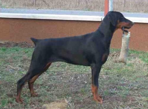 Narnia The New Magic of Kleopatra | Black Doberman Pinscher