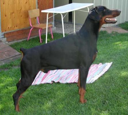 Midas v. Nassau-Oranien | Black Doberman Pinscher