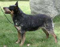 CATLCLAN BARELY BLUE | Australian Cattle Dog 