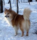 Snjófells Askur Alspora | Icelandic Sheepdog 