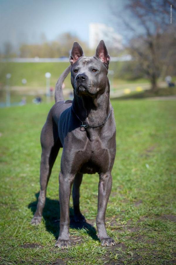 ITHEL OUEN TENDERNESS PETAL OF LOTUS | Thai Ridgeback 